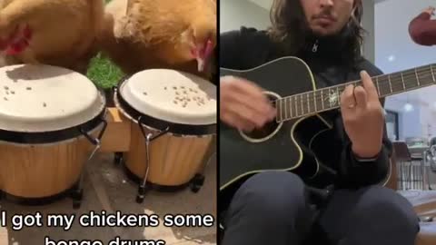 Bongo Chickens x The Kiffness