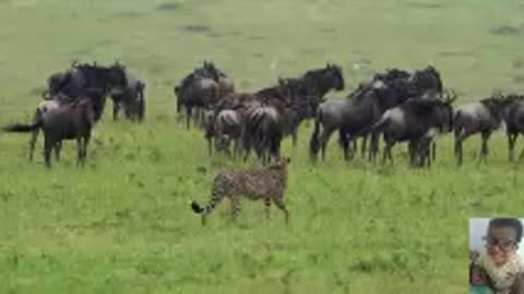 Lion vs Tiger most Amazing video