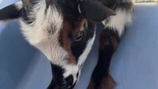 Baby Goat Tulip's H5 Ranch Journey: Exploring the Backyard Play Set