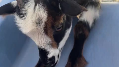 Baby Goat Tulip's H5 Ranch Journey: Exploring the Backyard Play Set