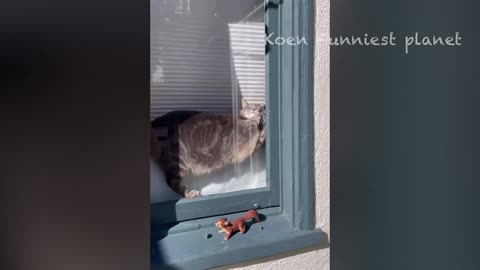 Best Funniest Animal Videos Of The week