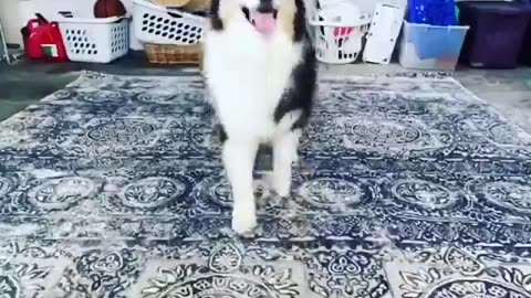 Funny Dog