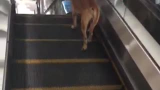 Dog Treadmill Escalator