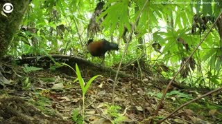 Bird not seen for 140 years captured on camera