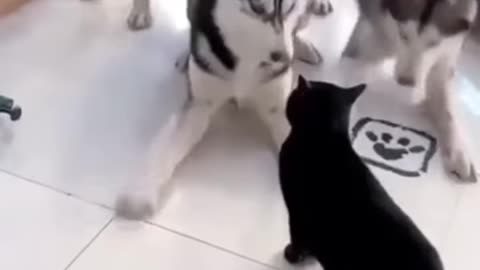 Cat vs Husky.. wait for the end😂