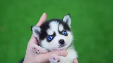 Micro Husky Puppy 🐕🦮🐶