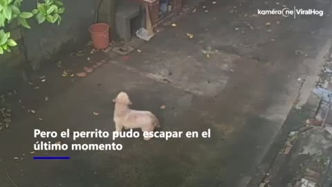 Perro escapa de un árbol..