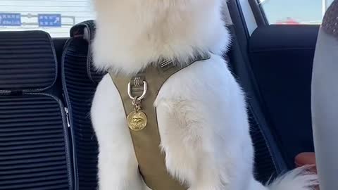 All meet Samoyed jam