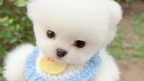 Cute puppy ,veary funny