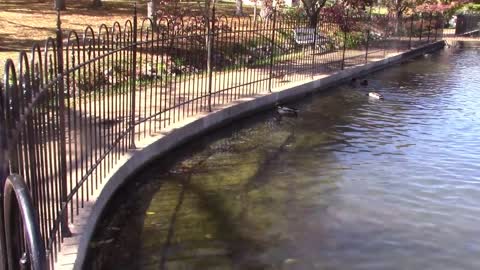 Duck pond at Staunton, VA