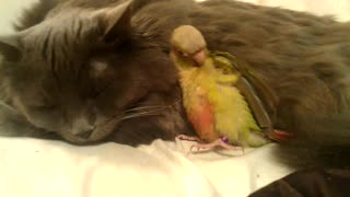 Elderly cat instantly befriends new baby parrot