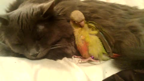 Elderly cat instantly befriends new baby parrot
