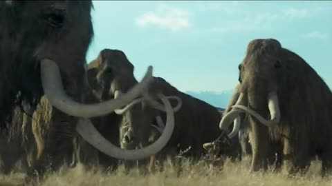 Mammoths