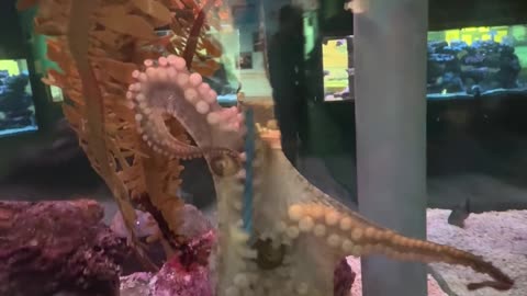 Octopus Takes a Net and Won't Give it Back