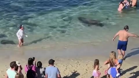 The sea lion didn't like the fact that people came to hang out at his home