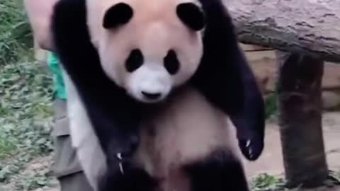 Xiong Bao should lose weight. It's hard to hug you.