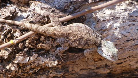 Close-up of lizard on fallen tree