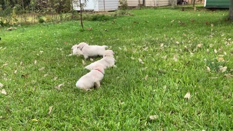 The pups in Evan's yard