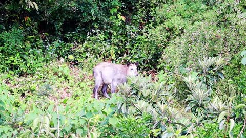 Japanese Serow, Wild Animals on Saturday, October 2, 2022