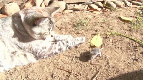 How a cat catches a mouse