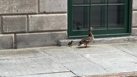 Duckling rescued from sewer in Montreal, reunited with mother
