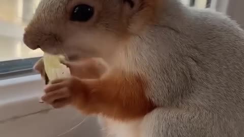 A beautiful squirrel