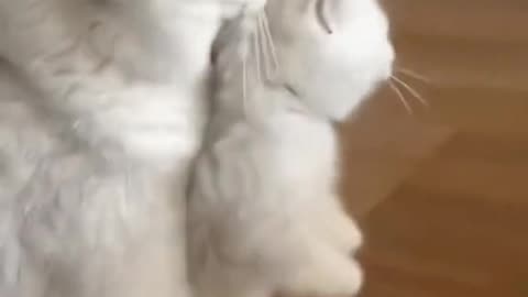 Cute cats video compilation 92