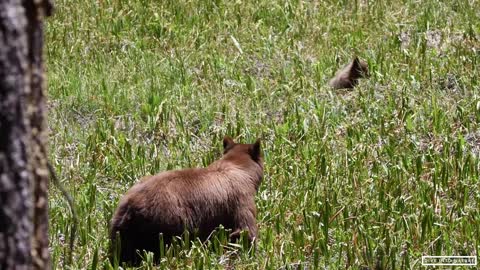 Mother Black Bear & Her Adorable Bear Cub in Sequoia National Park - California