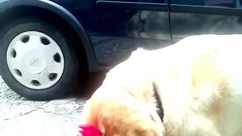 The dog who doesn’t like a flower in his hair