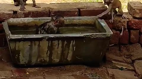 Small monkey taking bath