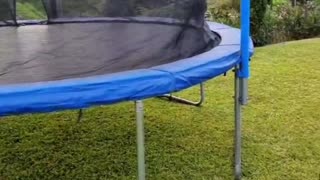 Dog Jumps Off Trampoline