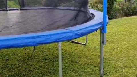 Dog Jumps Off Trampoline