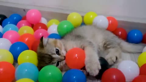 Funny cats play with 1000 colorful balls 😂
