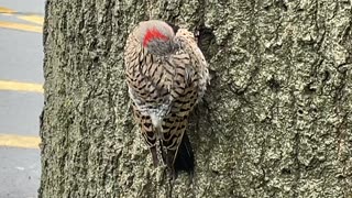 Wood Pecker at @ Boulevard Gardens Woodside Queens New York NYC (04-2023)