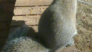 Feeding squirrel peanuts 🥜🐿️