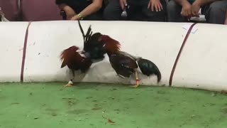 Pelea de gallos