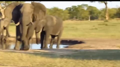 A fight between Elephant vs Lion