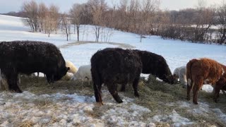 Demoted to Chicken Dog & Thinking Aloud: Bale Grazing, Sacrificial Winter Fields, Livestock Habits