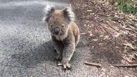 Meeting a funny koala on the road in Australia