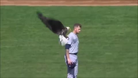 Craziest "Animal Interference" Moments in Sports History