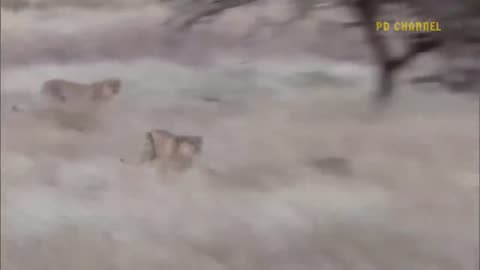 Cheetah Too Fast! Mother Ostrich Running At Full Speed Still Can't Save Baby From Hungry Cheetah