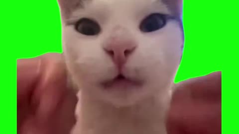 French Cat Purr | Green Screen