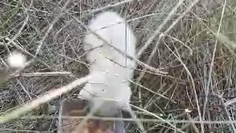 Feeding a stray kitten