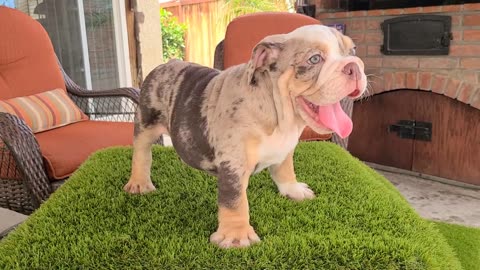 CHOCOLATE TRI MERLE English Bulldog Puppy / Boy Blue eyes pup 10 weeks old