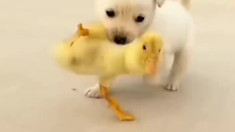 Cute little hens and dog