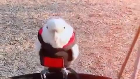 Smart and funny parrots video
