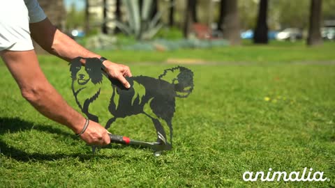 Animalia Art Australia - How to install an Australian Shepherd