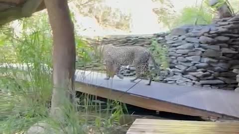 Leopard Prowls Through Lodge