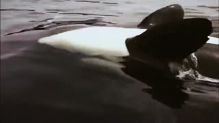 father and son have fun with an Orca