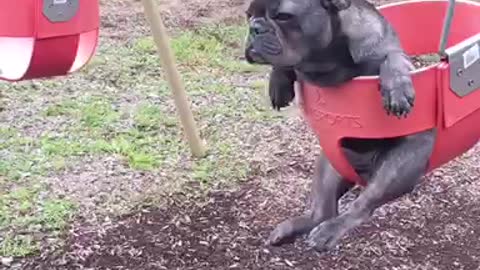 French Bulldog ponders life while sitting in swing